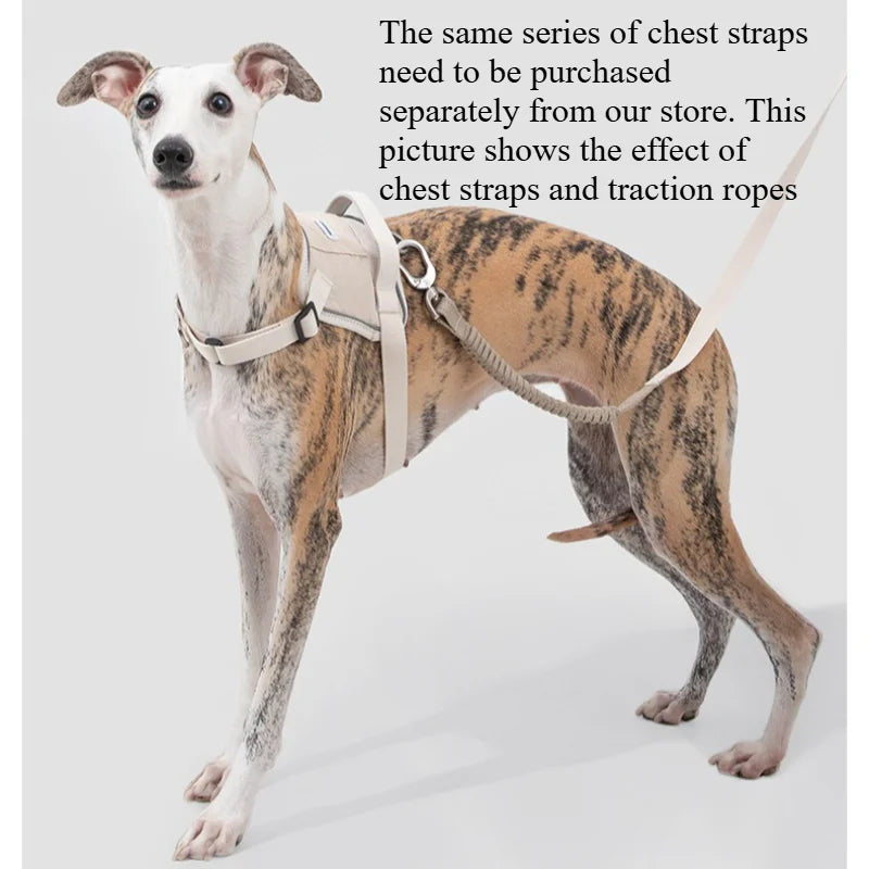 Bungee Buffer Dog Leash Set Anti-Shock - different colors