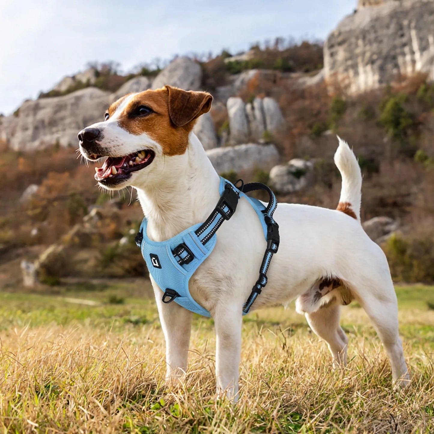 Dog Harness and Leash Combo, Escape Proof different colors and sizes